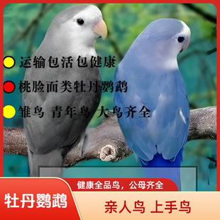 靓宠异族桃脸牡丹鹦鹉活鸟黄桃绿桃蓝银鹦鹉 亲人学说话鸟宠物鸟