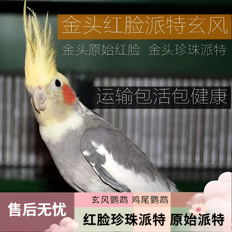 红脸派特 玄风鹦鹉活体鸟 鸡尾鹦鹉 黄化金头原始珍珠派特 亲人鸟