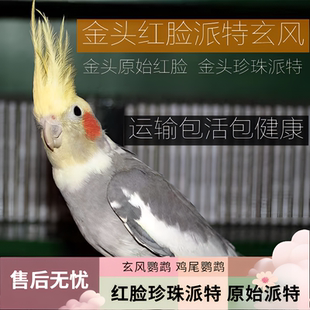 红脸派特 玄风鹦鹉活体鸟 鸡尾鹦鹉 黄化金头原始珍珠派特 亲人鸟