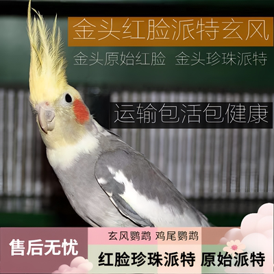 红脸派特 玄风鹦鹉活体鸟 鸡尾鹦鹉 黄化金头原始珍珠派特 亲人鸟