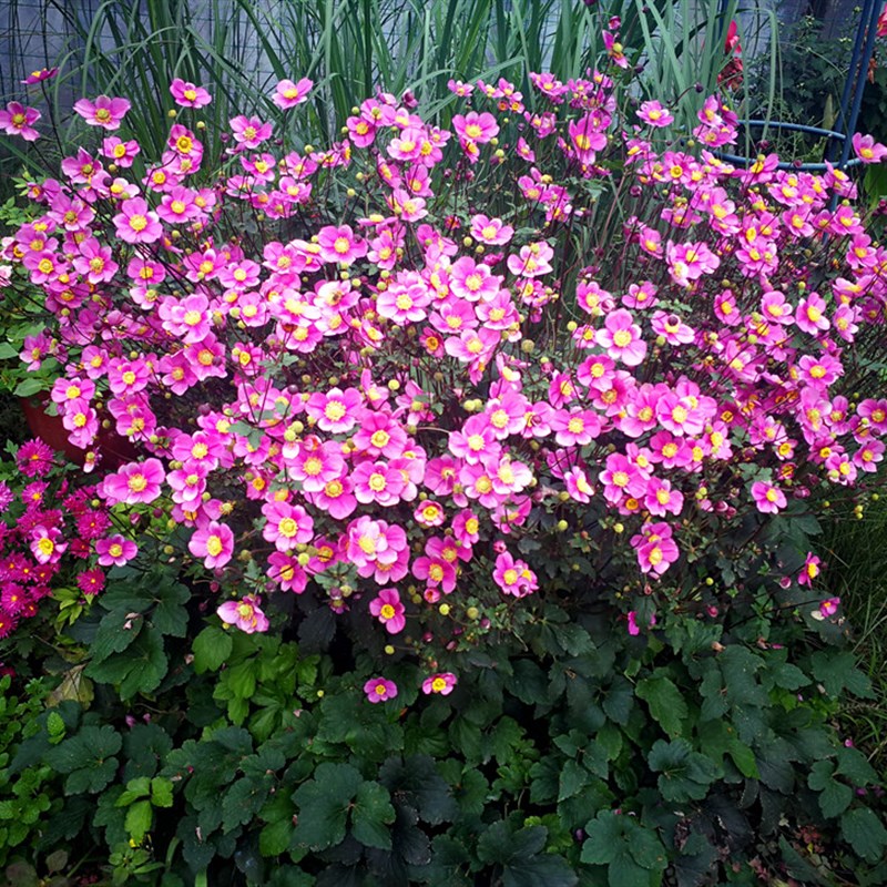 秋牡丹 野棉花  杂交银莲花苗  多年生耐寒宿根花卉【鲁虹园艺】