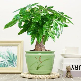 大发财树盆栽绿植花卉室内客厅好养活兴宅家旺净化空气老桩耐旱