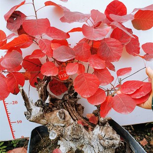 精品红栌黄栌盆景老桩古耐寒热卖香山红叶树桩一物一拍老桩