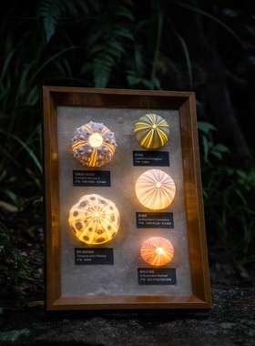 生野造物有胆亮氛围灯夜灯海胆灯标本软装挂画桌面摆件生日礼物