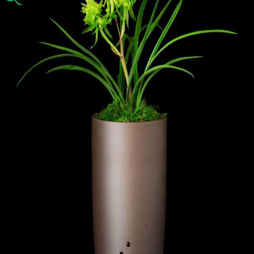 春兰兰花苗花开富贵绿带草植物卉盆景栽土浓香名贵花苞建墨蕙室内