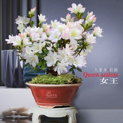 女王久留米杜鹃花盆栽名贵品种春鹃室内外阳台庭院花卉好养活植物