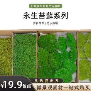 空城里永生苔藓植物墙 室内墙面软装 仿真白发藓大灰