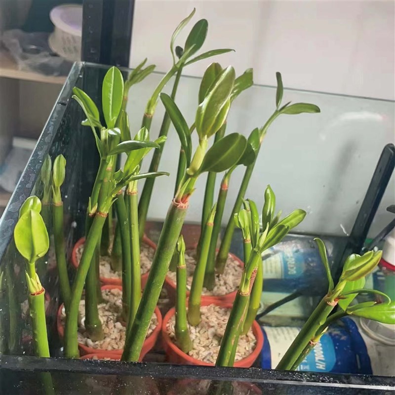 秋茄红树苗木榄苗红海红树林苗海缸造景过滤水质人工培育苗降np