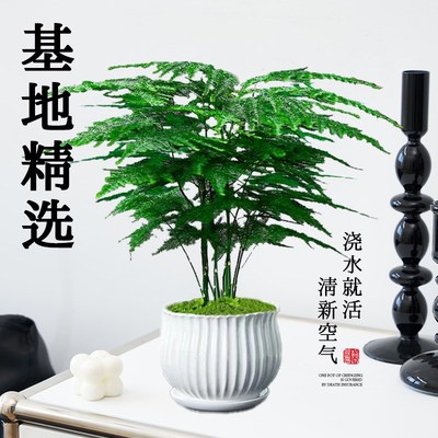 文竹盆栽盆景植物室内客厅花卉办公室桌面绿植好养四季常青大盆栽