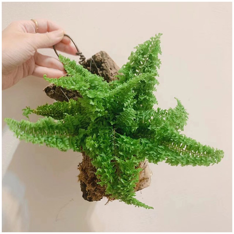 小植之家棉花糖蕨 蕾丝肾蕨 蕾丝蕨蕨类盆栽 景观植物 阴养绿植