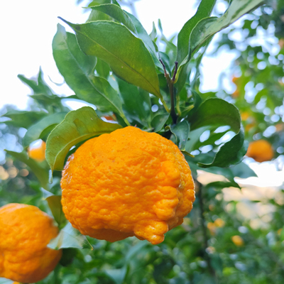 香格里拉梅里雪山脚下现摘藏橘丑橘晚熟桔子新鲜水果现摘现发黄果