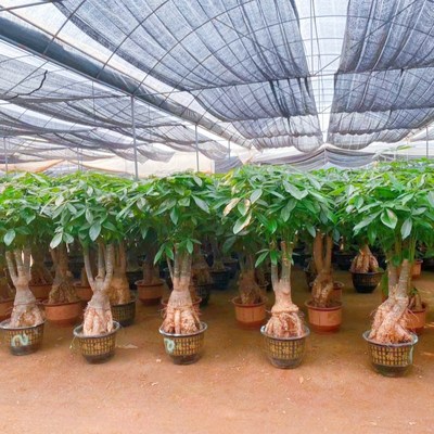 提根发财树老桩招财树客厅室内办公室旺财绿植摆件植物净化空气