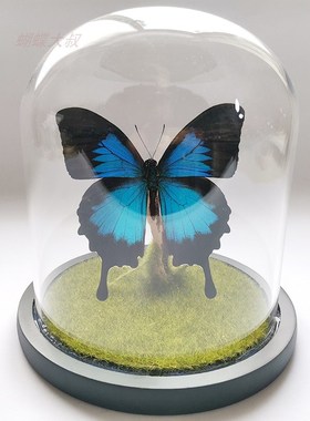 真蝴蝶标本 昆虫标本蝴蝶DIY特色创意 七夕节礼品 立体摆件