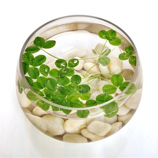 创意玻璃鱼缸客厅小型圆形金鱼缸水族箱乌龟缸桌面懒人迷你水培缸