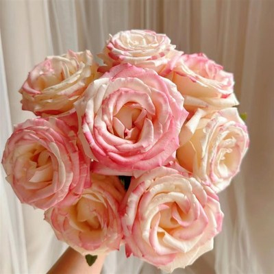 A级霓裳玫瑰淡香易开放大花型粉色室内水养瓶插云南鲜花基地直发