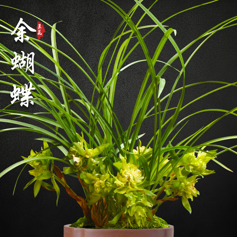 余蝴蝶春兰兰花苗盆栽兰草名贵浓香花苞室内阳台好养花卉绿植盆栽