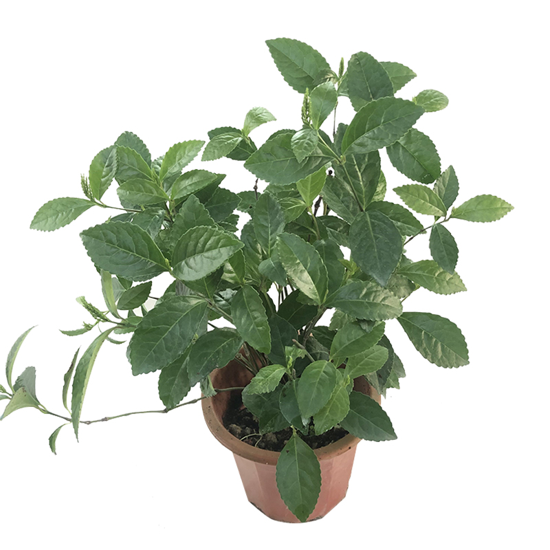 包邮阳台室内盆栽珠兰花苗 金粟兰 鸡爪兰 四季常绿 清香珠兰绿植