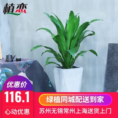 青叶也门铁 大叶子绿色植物室内卧室客厅盆栽盆景去甲醛净化空气