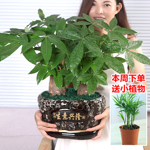 发财树盆栽大绿植物客厅办公室内小盆景 真花卉四季常青金钱树