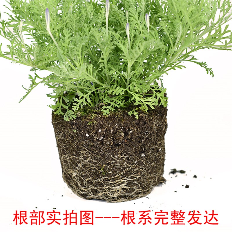羽叶薰衣草花卉盆栽  室内阳台庭院观花植物 园艺绿植花期长好养
