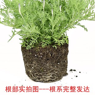 羽叶薰衣草花卉盆栽  室内阳台庭院观花植物 园艺绿植花期长好养