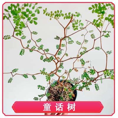 新西兰小男孩童话树室内外观叶茎花卉绿植盆栽苦参刺槐象足含羞草
