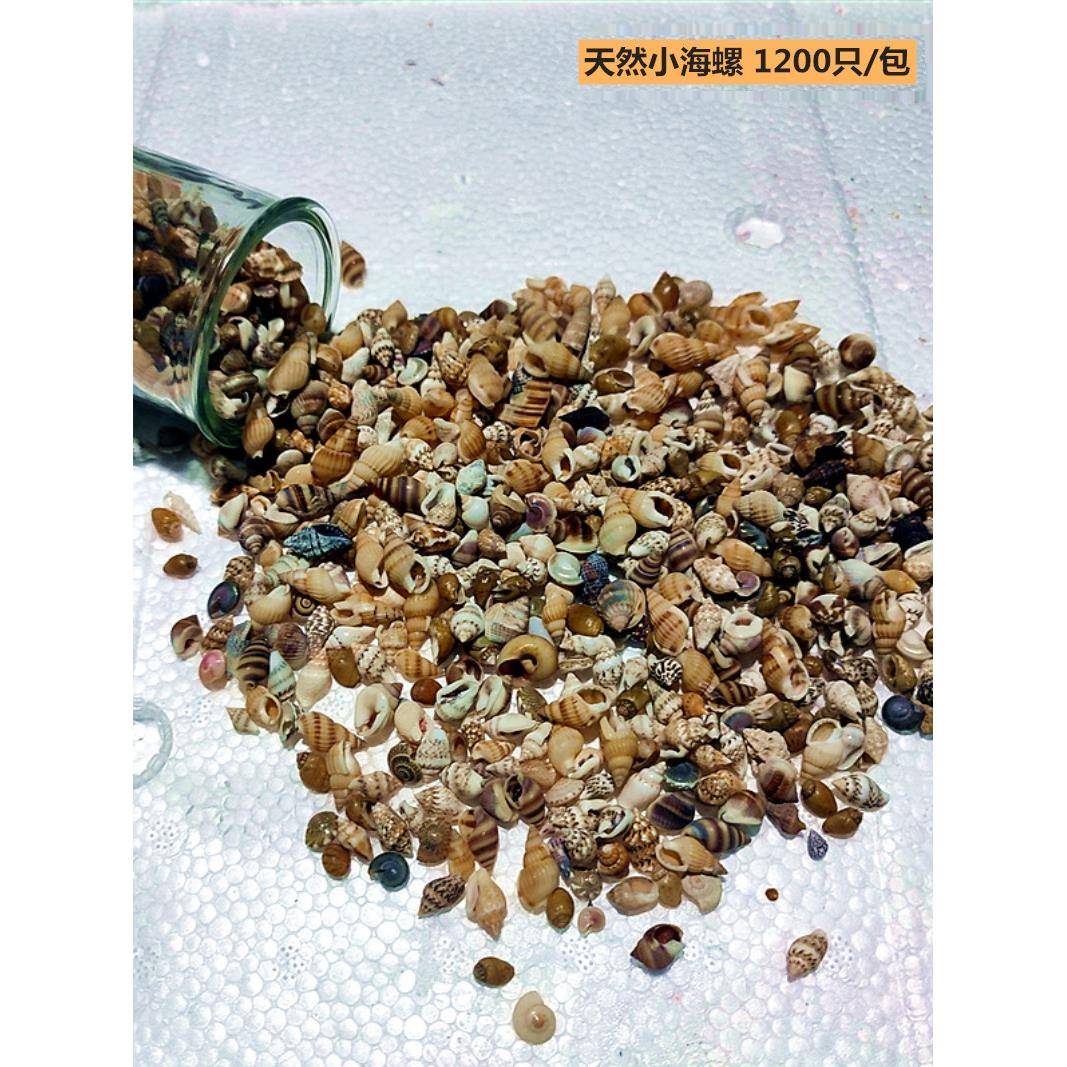 1200只天然小海螺贝壳 鱼缸造景儿童手工diy漂流海洋瓶贝壳画材料