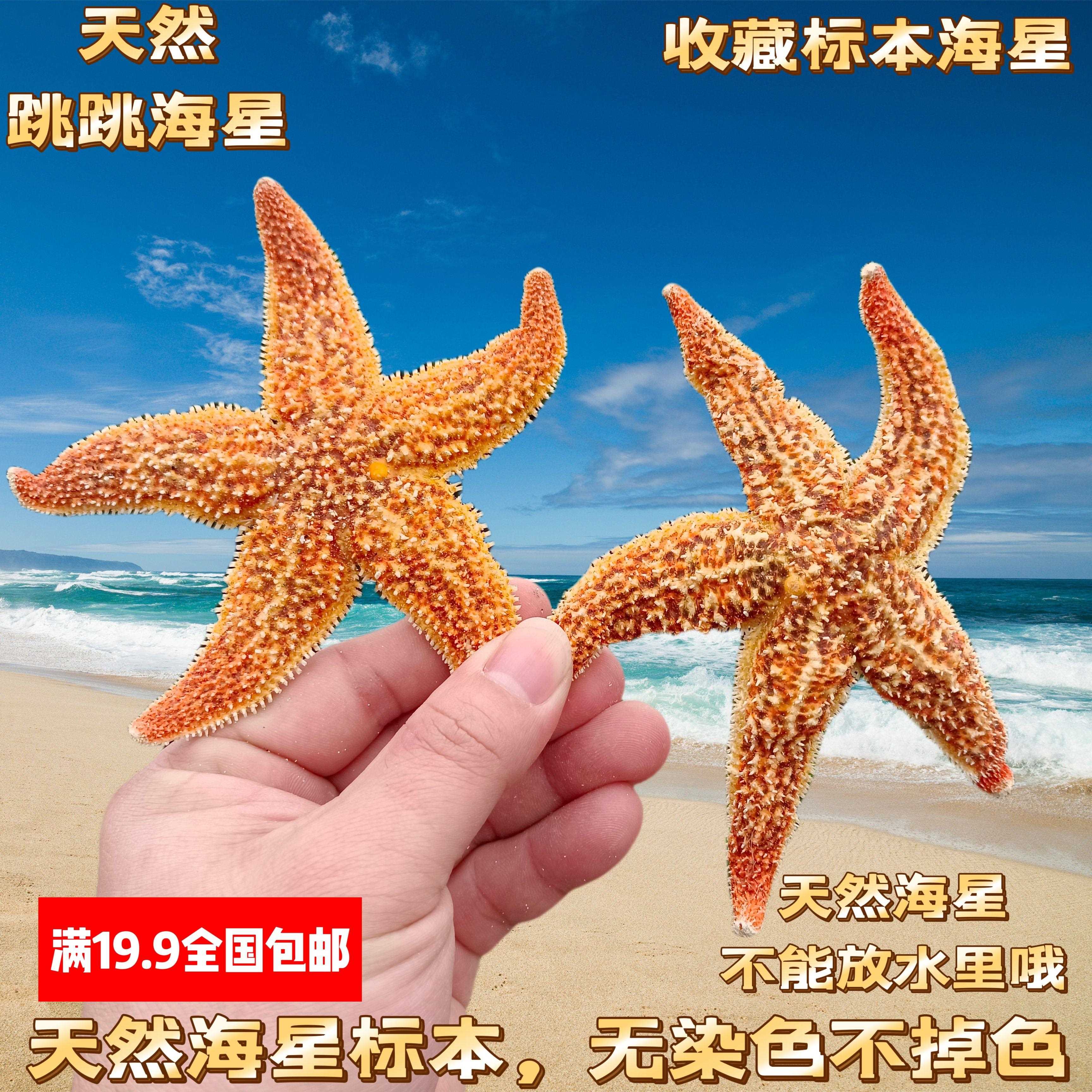 【真海星 不染色 可看货】超绚丽黄金大海星 贝壳海螺收藏标本