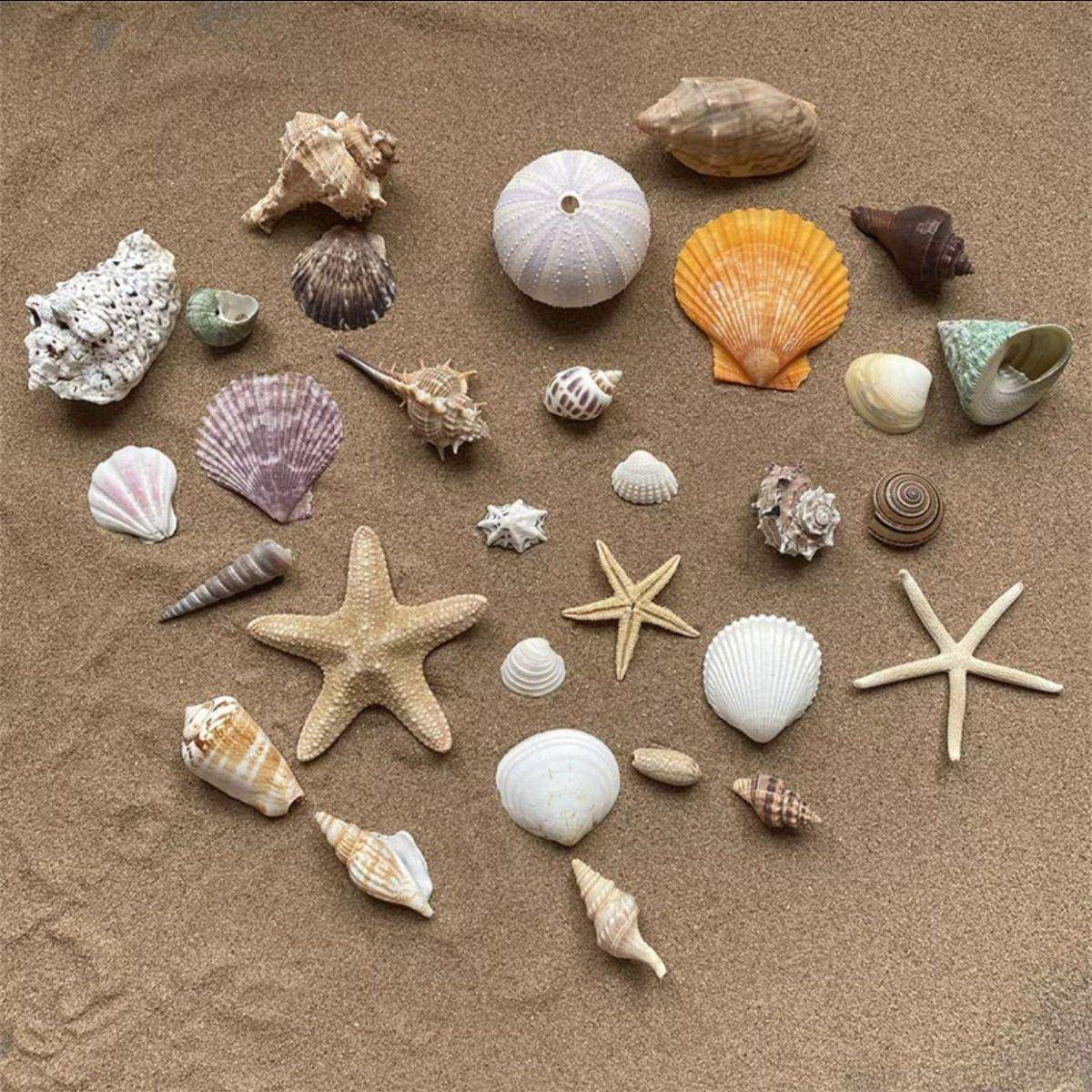 天然海螺贝壳工艺品手工画diy材料寄居蟹替换壳鱼缸造景拍摄道具