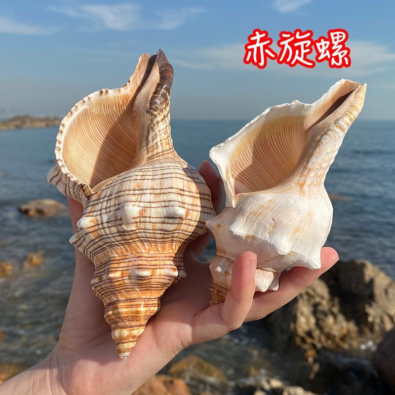 天然真贝壳海螺摆件赤旋螺鱼缸造景家居装饰品儿童礼物大海的声音