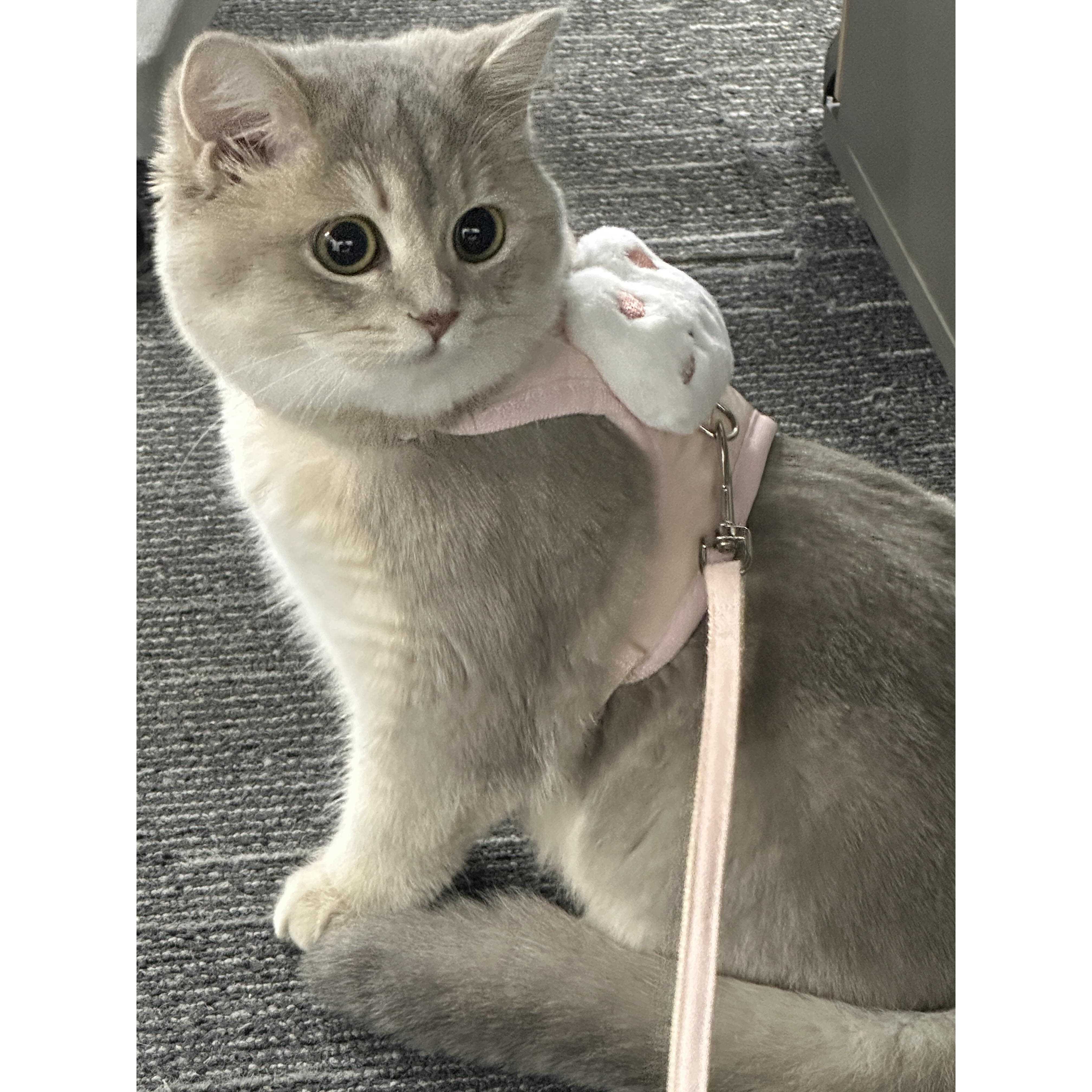 猫咪牵引绳防挣脱外出专用背心式防走丢工字背带遛猫狗宠物用品