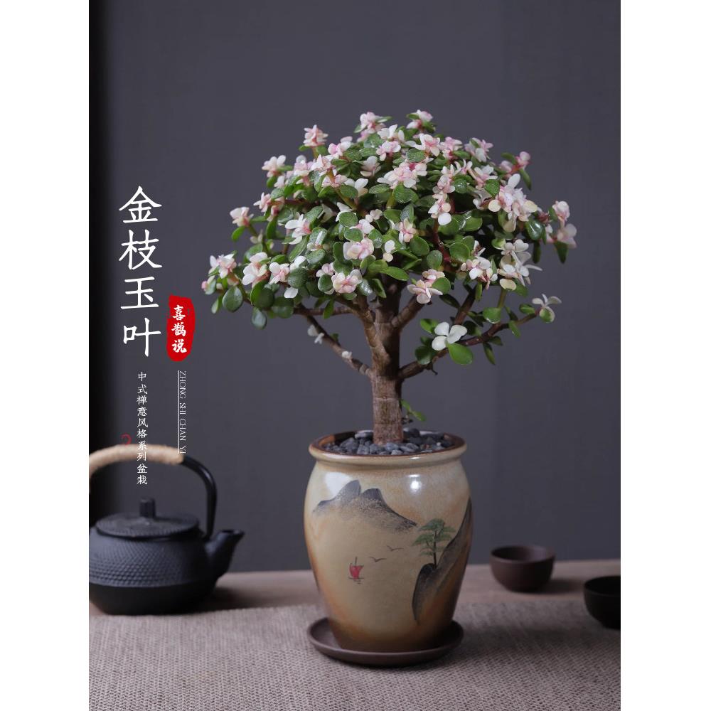 金枝玉叶盆栽室内办公室桌面好养盆景净化空气多肉植物阳台花卉
