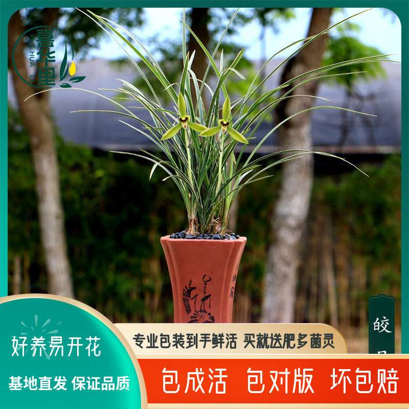 翁源兰花苗金边春兰皎月名贵浓香矮种带花苞绿植好养花卉室内盆栽