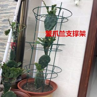 蟹爪兰仙人掌嫁接球兰花架支架攀爬园艺固定架支撑架高100㎝组装