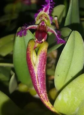 bo苗uph越南to fsc左右ullrin蜥蜴石兰B8a豆laym