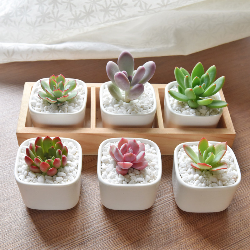 镜绿多肉植物白瓷组合套餐肉嘟嘟室内植物含花盆新手盆栽好养