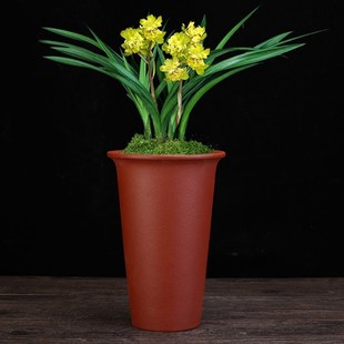 宜兴紫砂兰花盆专用君子兰惠春剑兰蝴蝶兰桌面精品陶瓷透气盆景盆