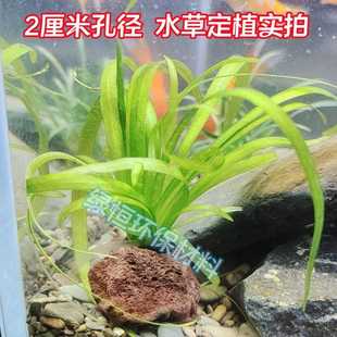 水草定植环大孔径红色鱼虾躲避洞水草沉底固定种植精品火山石定植