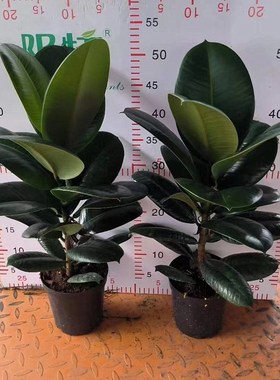 绿色黑金刚橡皮树花叶子苗老桩盆栽绿植植物室内易活四季客厅花卉