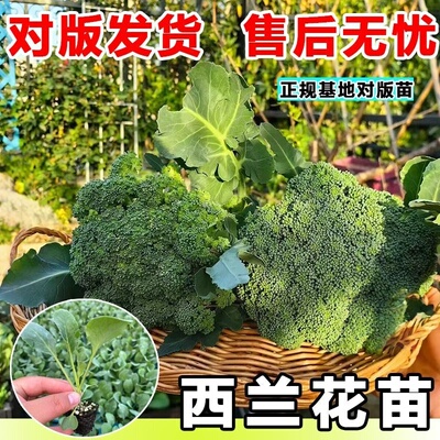 西兰花苗四季耐寒室内外阳台