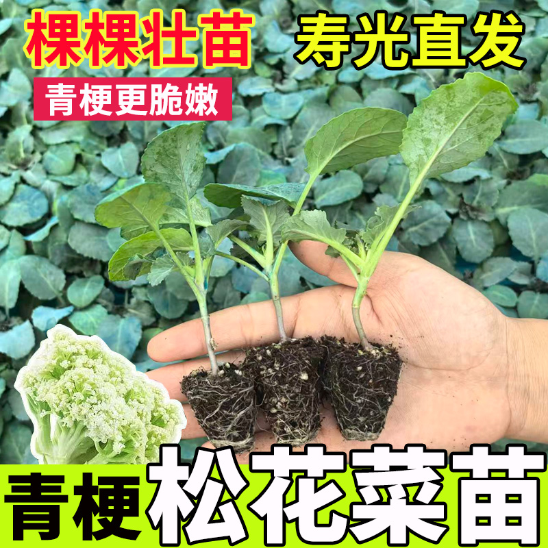 高产花菜秧苗西兰花苗莴苣苗