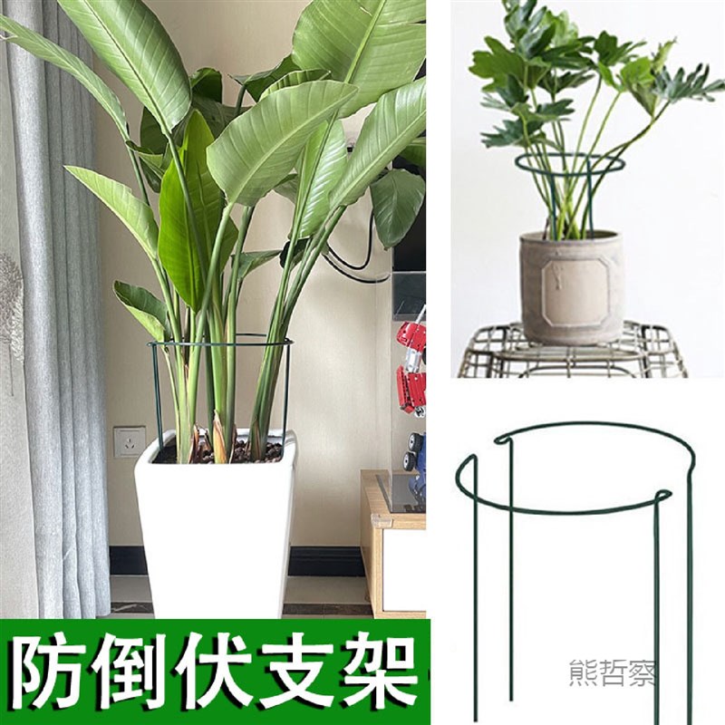 固定支架c龟背竹防倒伏虎皮兰春羽支撑杆圈绿植彩叶芋半圆花架