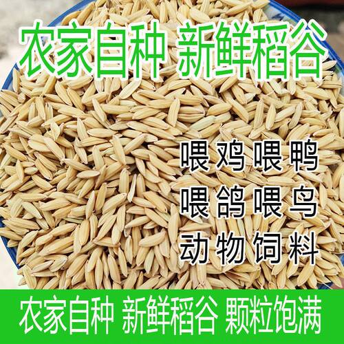 稻谷农家稻谷带壳谷子水稻粮食稻子带壳稻子喂鸡鸭鹅鸟仓鼠农产品