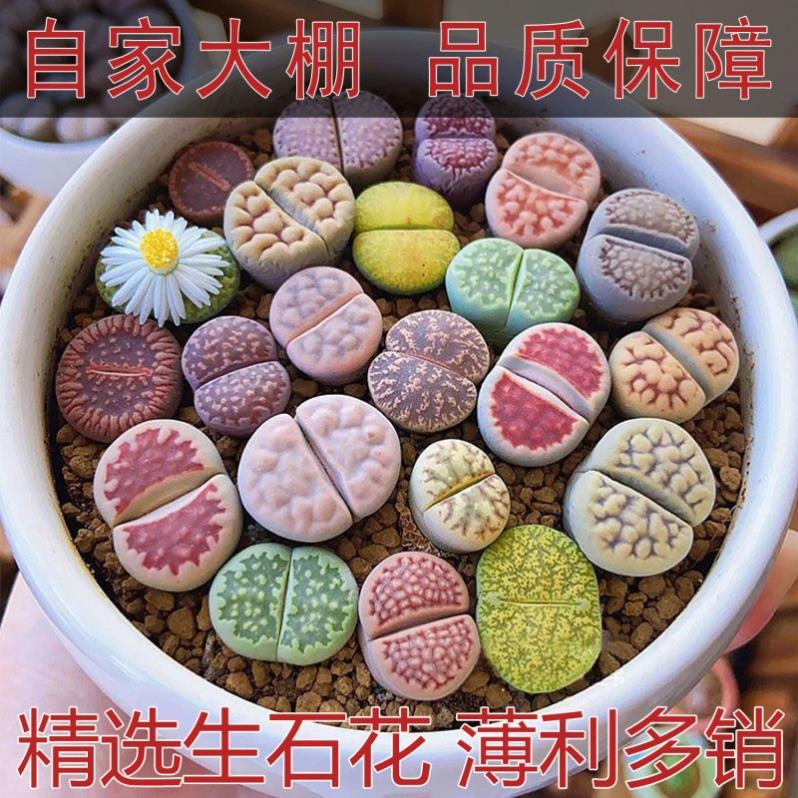 多肉植物生石花大颗超大号编号屁股石头花大颗母本整盆PP石生花