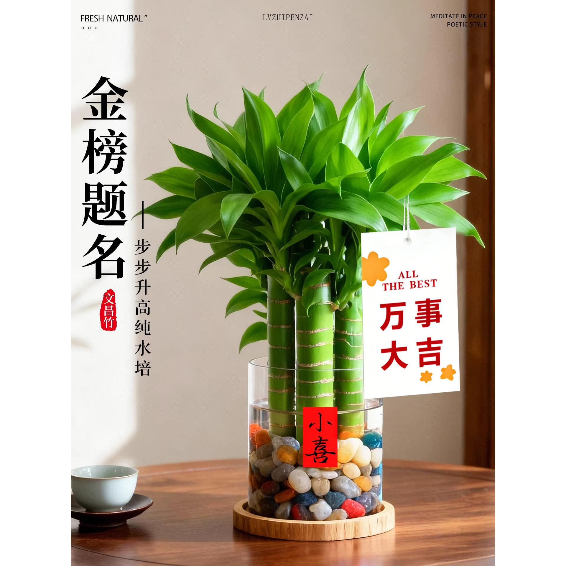文昌竹4支金榜题名水培绿植室内富贵竹花瓶带盆栽好养活考试吉祥
