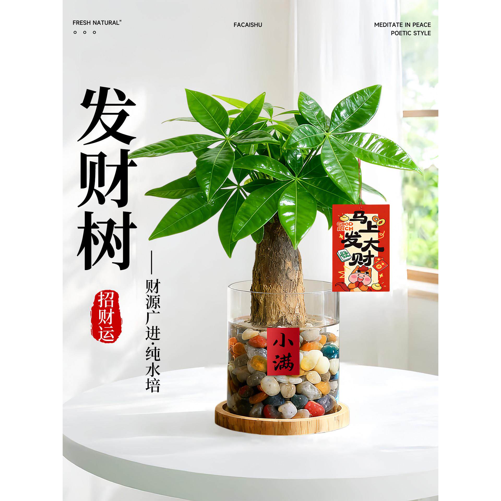 发财树小盆栽富贵竹文昌竹4支金榜题名无土纯水培植物室内好养招