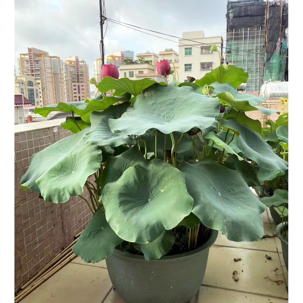 正宗荷花盆栽水养花卉池塘水培植物中大型重瓣观赏莲花种藕苗碗莲