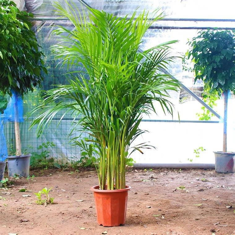 散尾葵大绿植袖珍椰子盆栽花卉发财树金钱树鸭脚木琴叶榕好养铁树