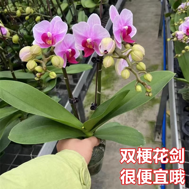 蝴蝶兰盆栽带花苞花剑常开花卉兰花苗办公室内桌面观花植物绿植