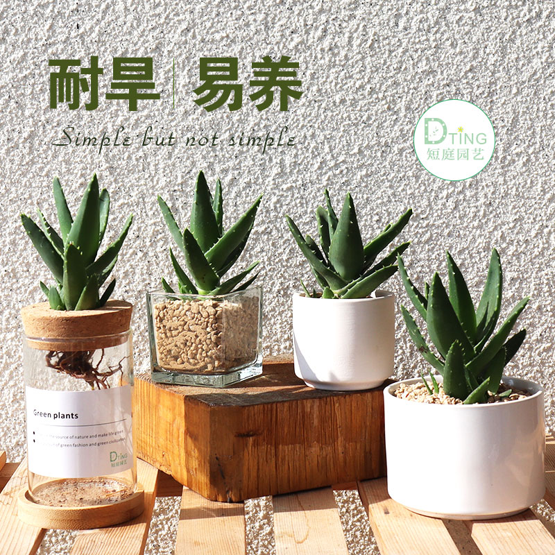 四季常青芦荟盆栽室内绿植多肉好养易活植物送盆送土节日礼物